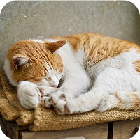 マットの上で寝ている猫